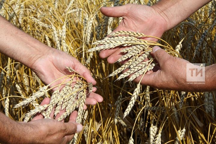 Татарстан может отправить на экспорт до 1 млн тонн зерна