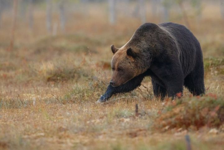 Жителей Татарстана предупредили о появлении медведей в лесах Заинского района