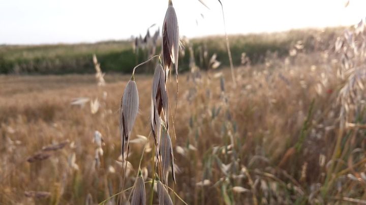 На сайте достижения.рф можно проголосовать за сельское хозяйство Татарстана