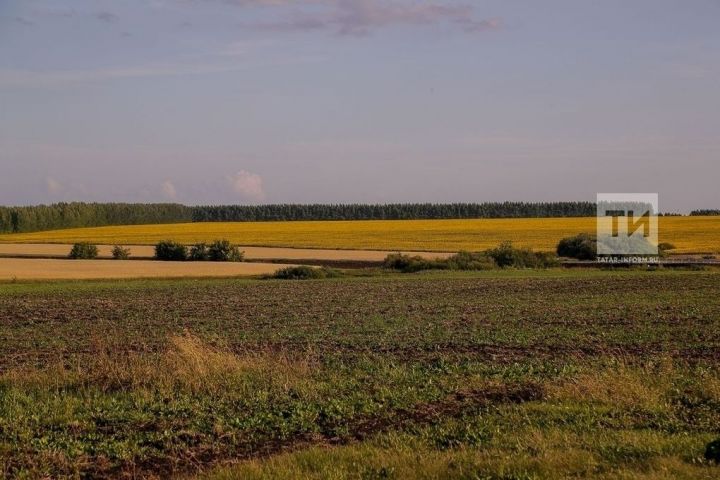 Россельхознадзор по РТ: организация свалки на сельхозземлях - нарушение земельного законодательства