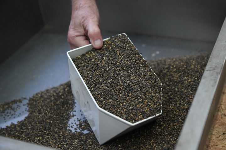 В Татарстане по нацпроекту «Экология» собрали 472 кг семян хвойных пород