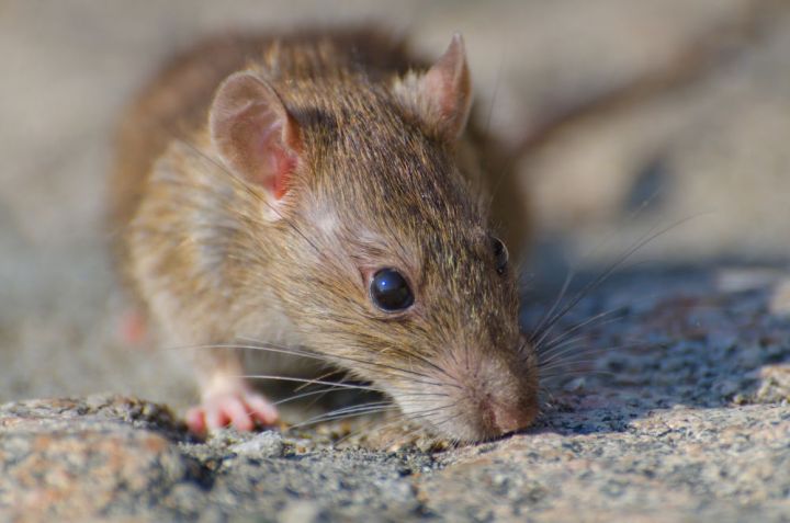 В Татарстане зафиксирован 91 случай заболевания мышиной лихорадкой