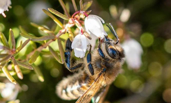 В Татарстане пчеловод выиграл суд у аграриев за гибель пчел после обработки полей