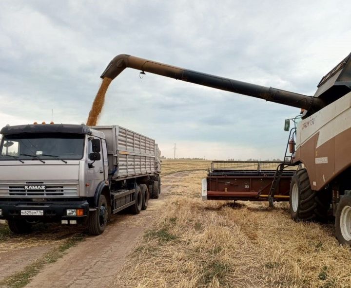 Татарстан аграрийлары 3 млн тоннадан артык ашлык җыеп алган