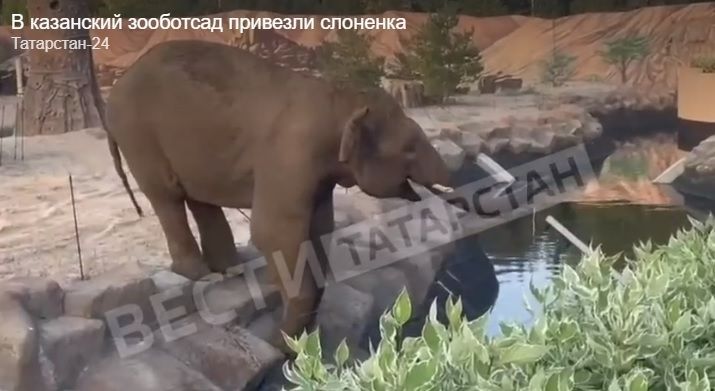 В Казань приехал слон Филимон