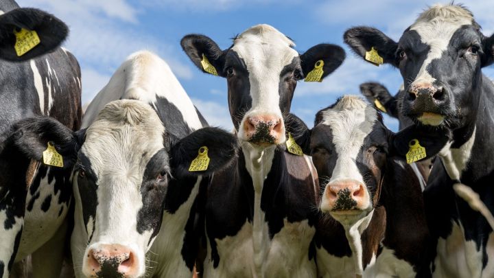 Минсельхоз России опроверг скорое повышение цен на корма для животных
