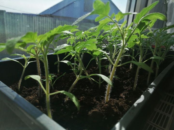 Секреты пикировки рассады томатов, чтобы она выросла здоровой и крепкой