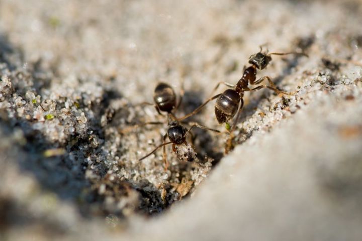 Как избавиться от муравьев на садовом участке: эффективные способы