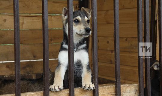 Верхнеуслонские ветеринары рассказали, чем чаще всего болеют собаки летом