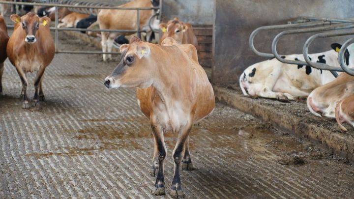 Молочное чудо Татарстана: рекордные надои и большие перспективы