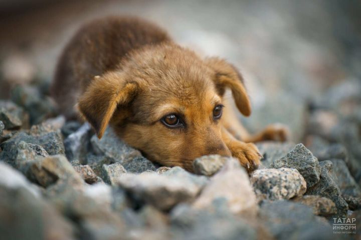 На отлов бездомных животных в Татарстане потратят более 18 млн рублей