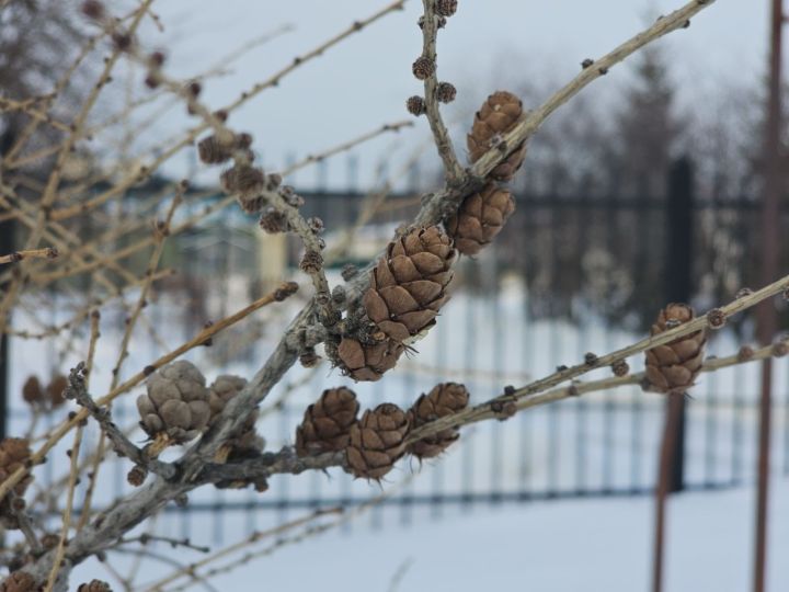 19 декабря: Зимний Никола, приметы и праздник неудачников