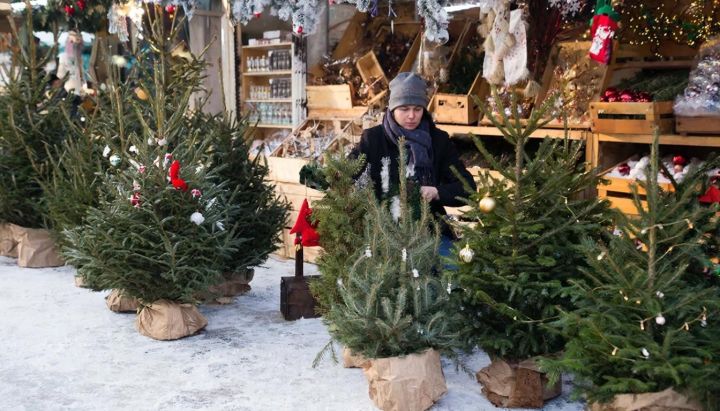 В Татарстане к Новому году вырастили 2 тысячи елей для продажи