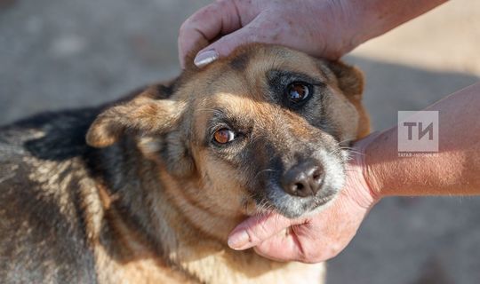 Госдума рассматривает проект по введению системы учёта домашних животных