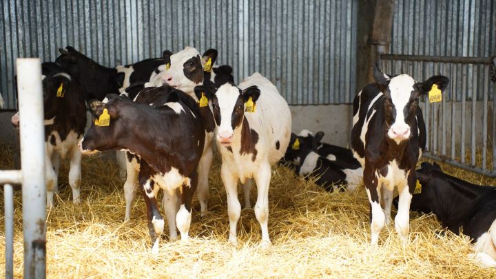 ИИ-помощник «СауБозау» подтвердил квалификацию в молочной отрасли