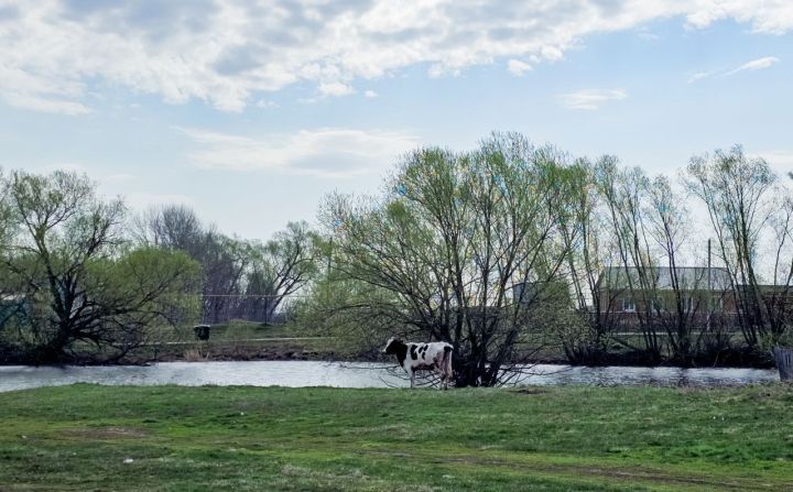 Какой будет погода в Верхнеуслонском районе 22 апреля 2025 года