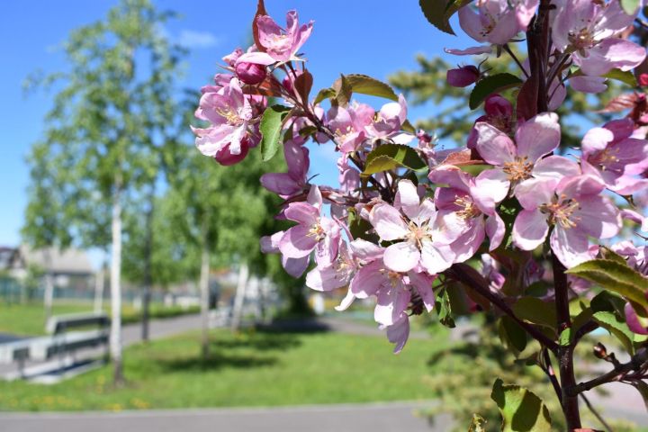 1 мая: приметы, праздники, события