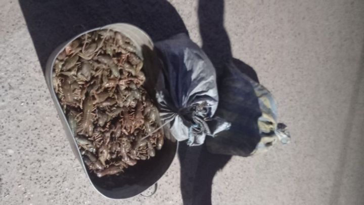 В Татарстане задержали браконьеров с 2740 раками