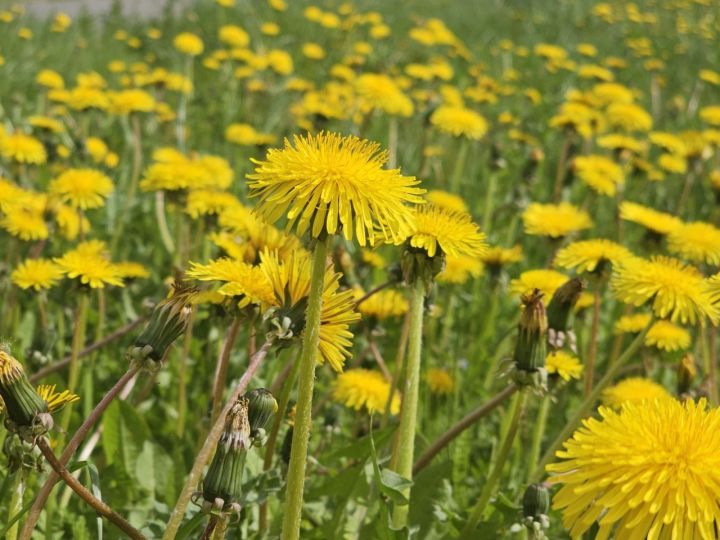 Самые настырные майские сорняки и как с ними бороться без нервов