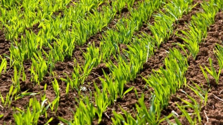 Тревожные сигналы на полях: как защитить яровые зерновые от болезней