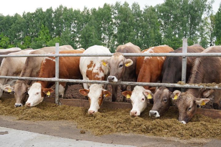 Стартует прием заявок на грант «Агростартап» для фермеров Татарстана