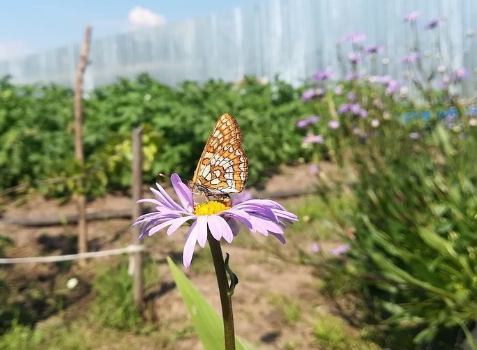 Лунный посевной календарь на август 2025 для садоводов и огородников