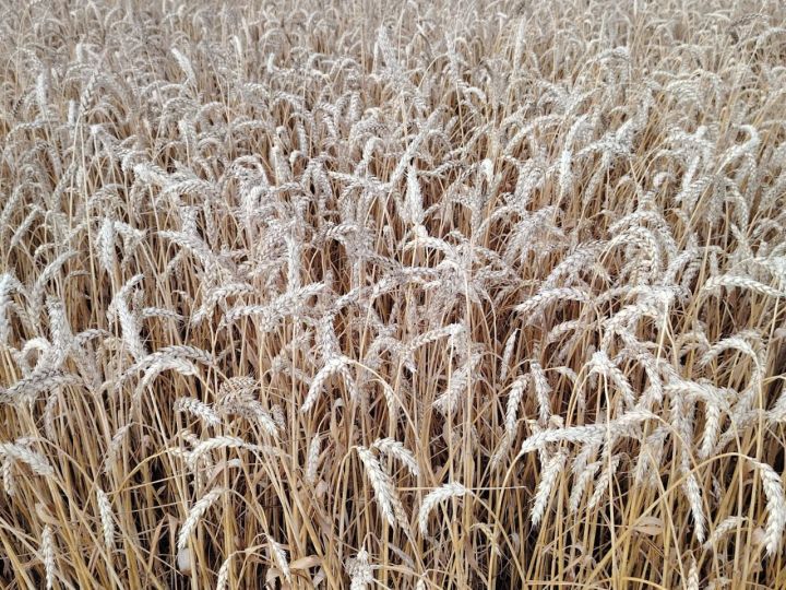 3 августа 2025 года: народные традиции, приметы и праздники