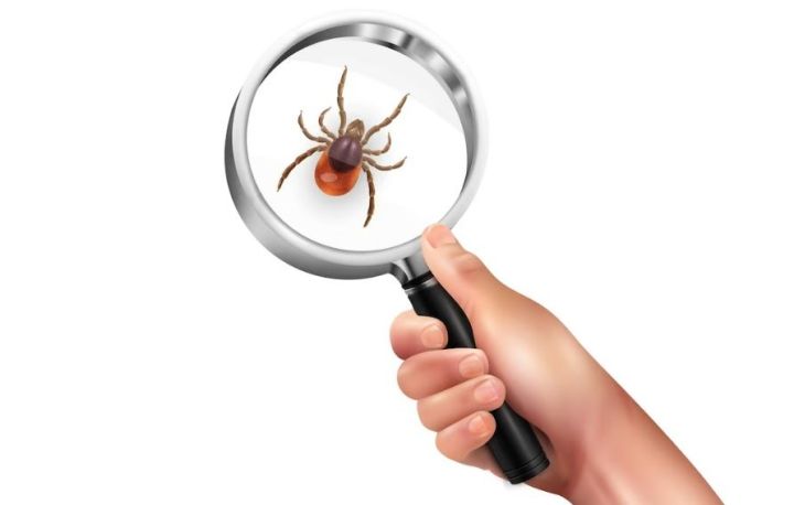 В Татарстане зафиксировали почти 9 тысяч укусов клещей