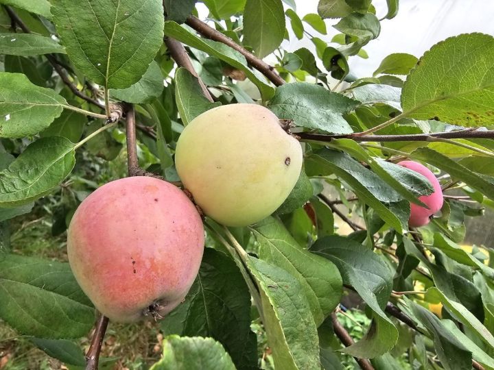 8 августа: приметы, праздники, события