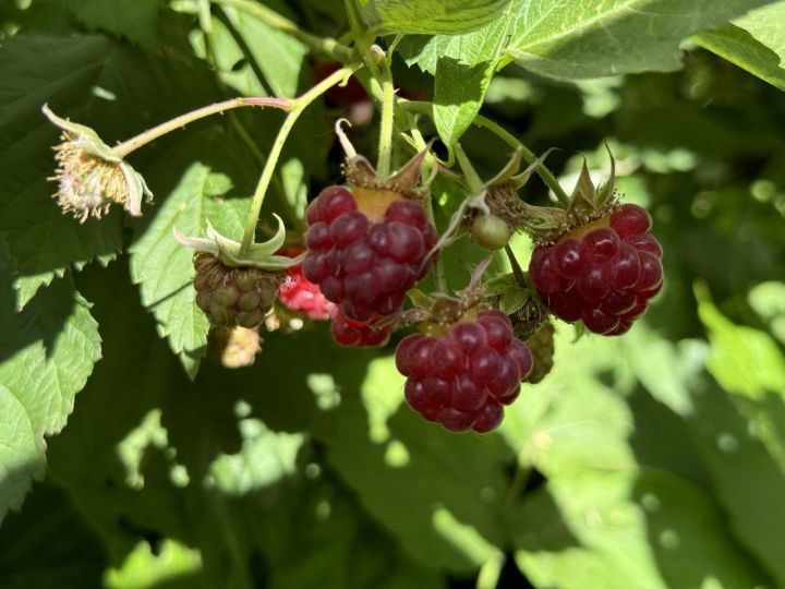 16 сентября 2025: традиции, приметы и необычные праздники