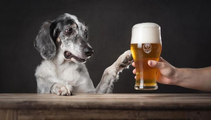 Пиво опасно для собак: ветеринары Татарстана предупреждают