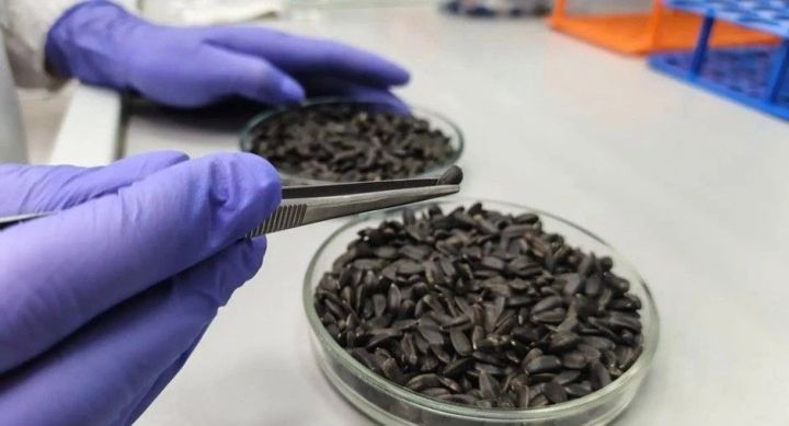 Лаборатория ЦОК АПК проверила качество нового урожая подсолнечника