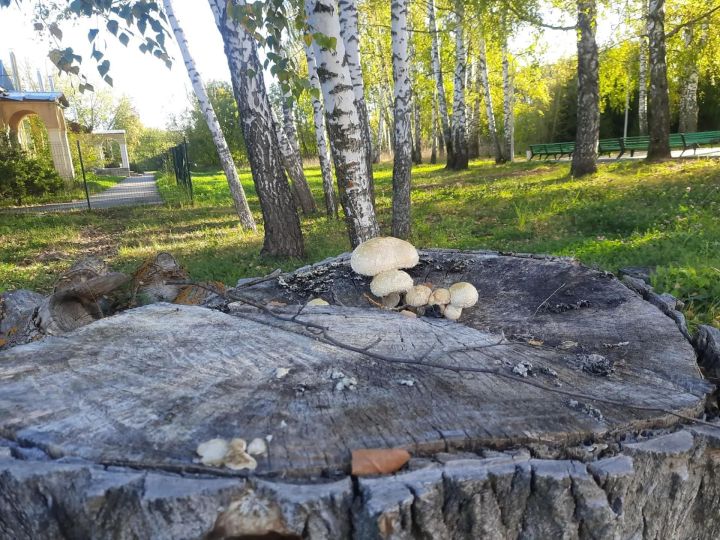 Синоптики пообещали до +10 градусов и без осадков 6 октября
