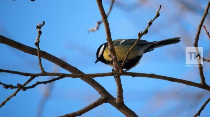 Евтропиев день и Медвежье пробуждение: что нельзя делать 16 марта