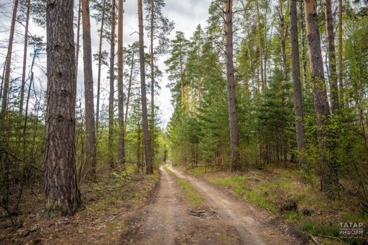 Почти тысячу гектаров защитных лесов создали в Татарстане с начала года