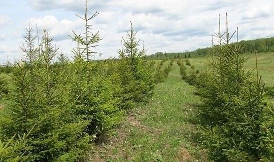 В Татарстане с начала года собрали почти тонну семян сосны и ели